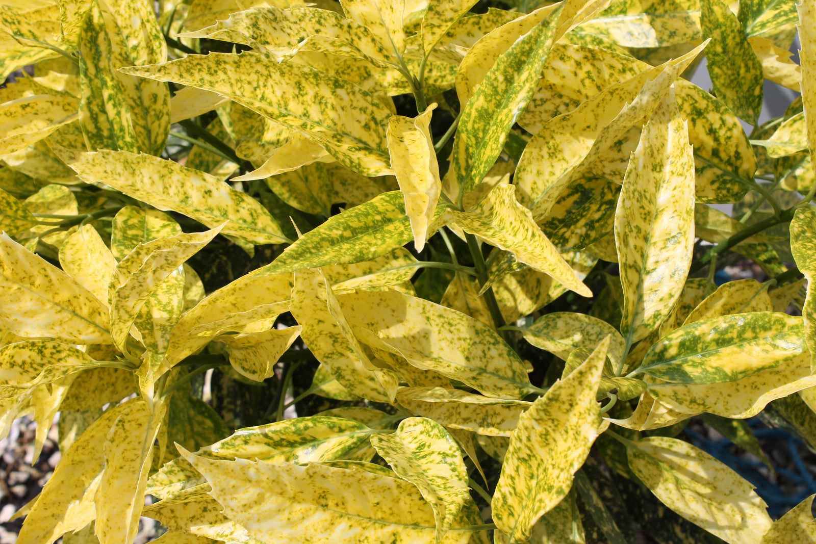 Aucuba 'Golden Girl' 9cm is a bushy evergreen shrub with long, slender leaves mottled in golden-yellow and green, creating a vibrant pattern above dark soil.