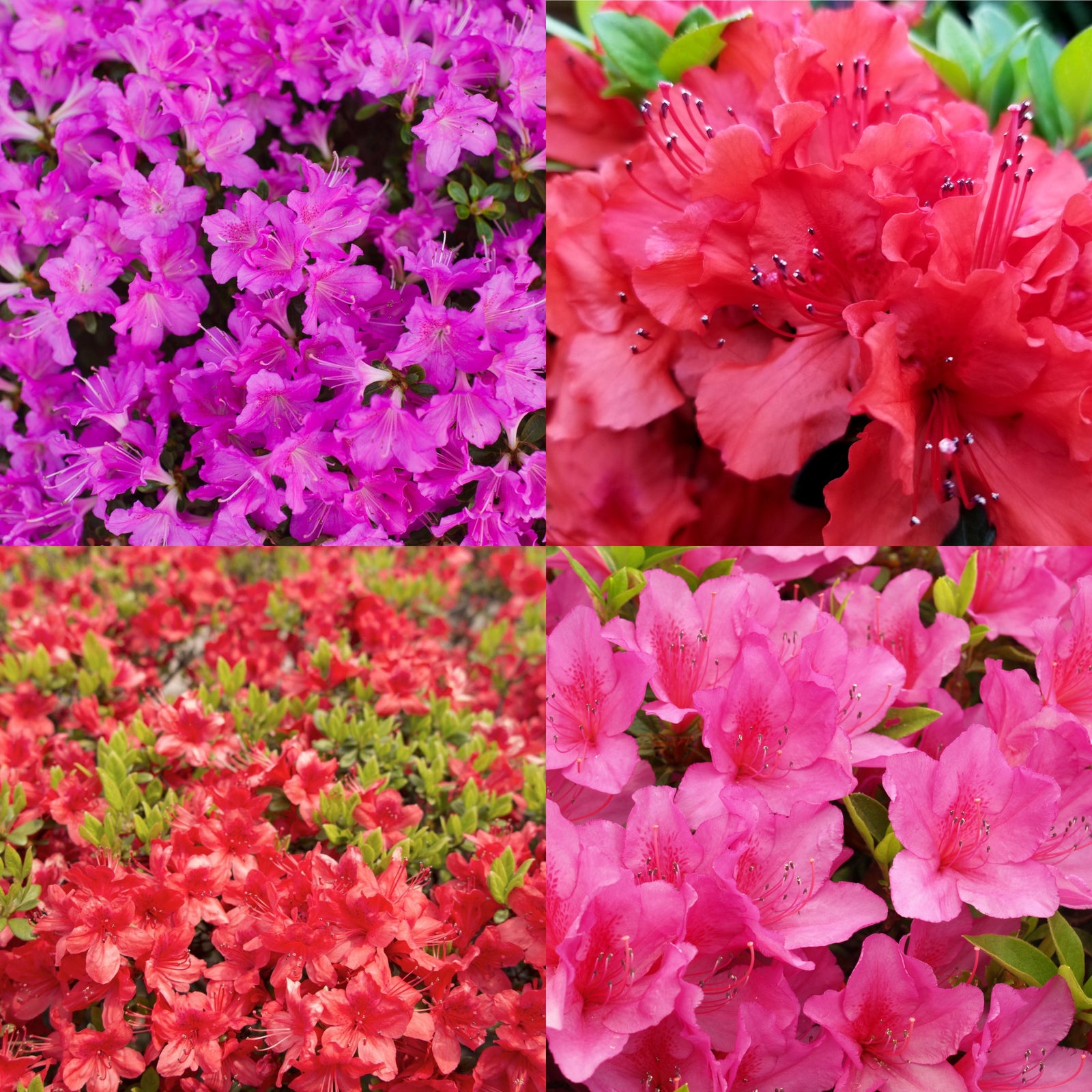 A collage of four images shows the Rhododendron (Surprise Colour - No Label) 9cm, featuring azalea flowers in bright purple (top left), vibrant red (top right), red with green leaves (bottom left), and pink (bottom right).