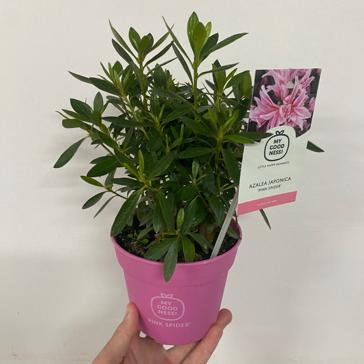 A hand holds a small Azalea &#39;Pink Spider&#39; 1.5L plant with green leaves. The pink pot reads MY GOOD NESS! PINK SPIDER, and a tag displays the Azalea Japonica Pink Spider&#39;s vibrant blooms.