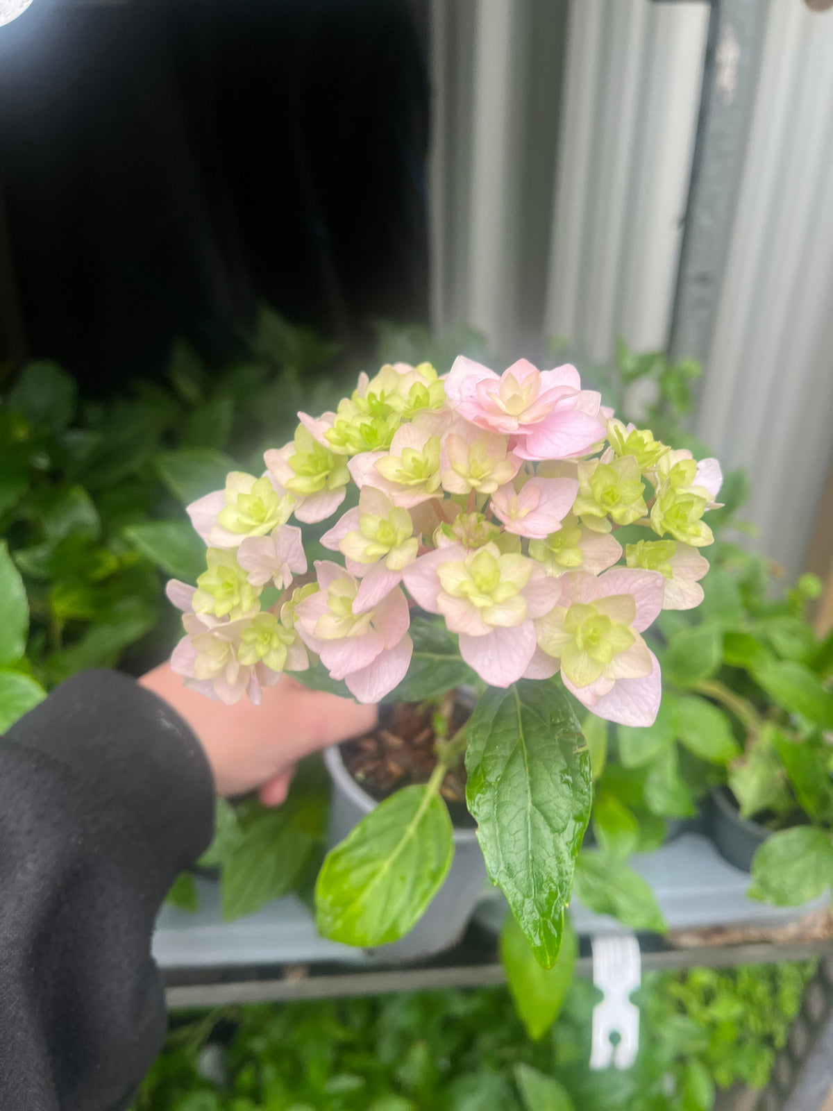 A hand holds a Hydrangea &#39;Together&#39; 9cm with compact clusters of pale pink and light green blooms amid lush leaves. Other green plants on a shelf create a verdant backdrop, making this hydrangea a delightful garden accent.