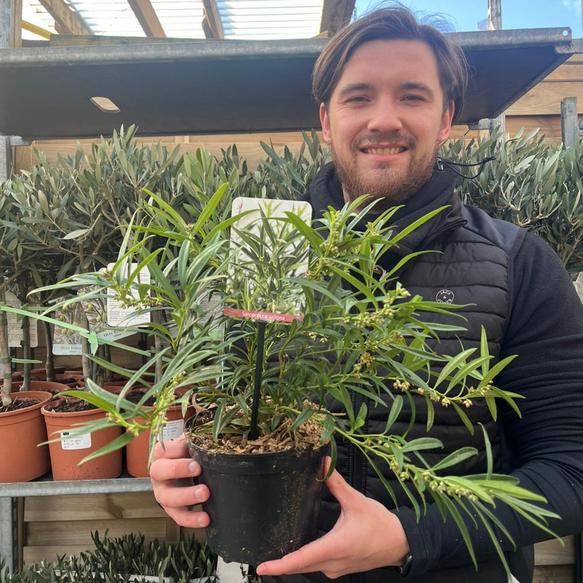 A man in a black jacket smiles and holds a Sarcococca saligna 2L, an elegant evergreen shrub with slender green leaves, while standing in a garden center surrounded by shelves of potted plants.