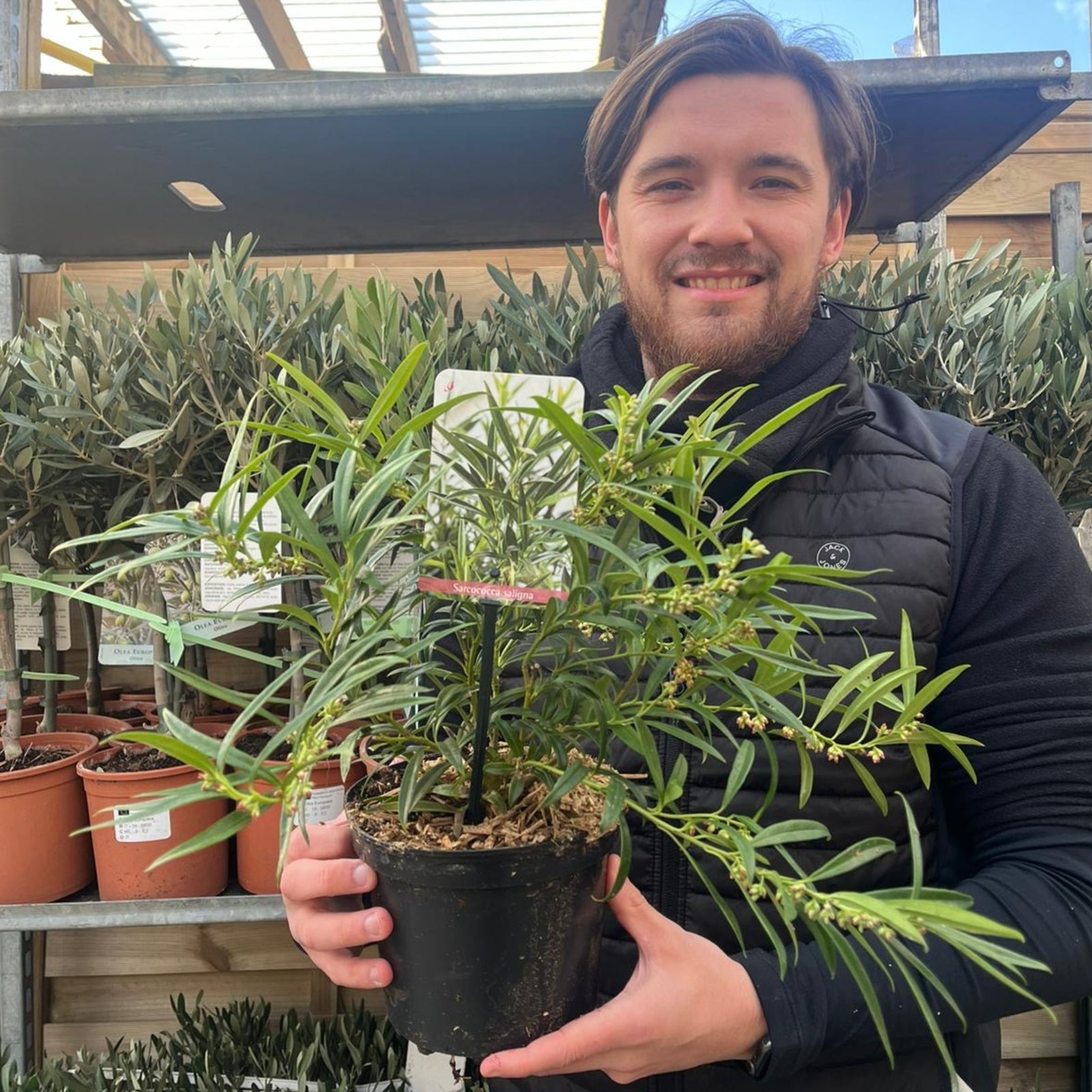 A man in a black jacket smiles and holds a Sarcococca saligna 2L, an elegant evergreen shrub with slender green leaves, while standing in a garden center surrounded by shelves of potted plants.