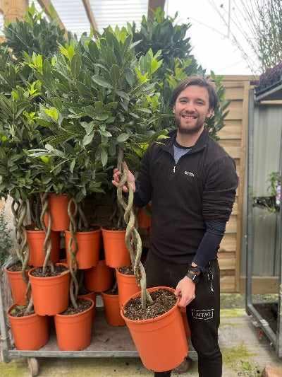A smiling person stands in a garden center holding a 5ft Double Spiral Stem Standard Bay Tree (Laurus nobilis, 130-150cm), surrounded by similar evergreen bay trees in orange pots on metal shelves.