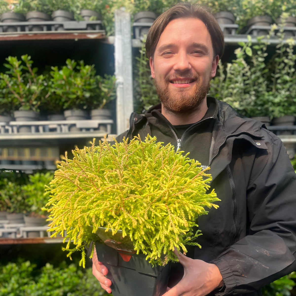 Thuja occidentalis &#39;Golden Tuffet&#39; 2L