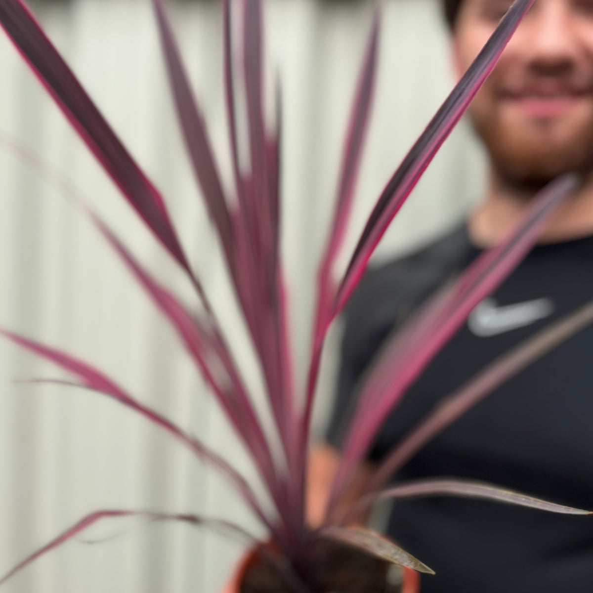 Cordyline Pink Passion 9cm / 1.5L