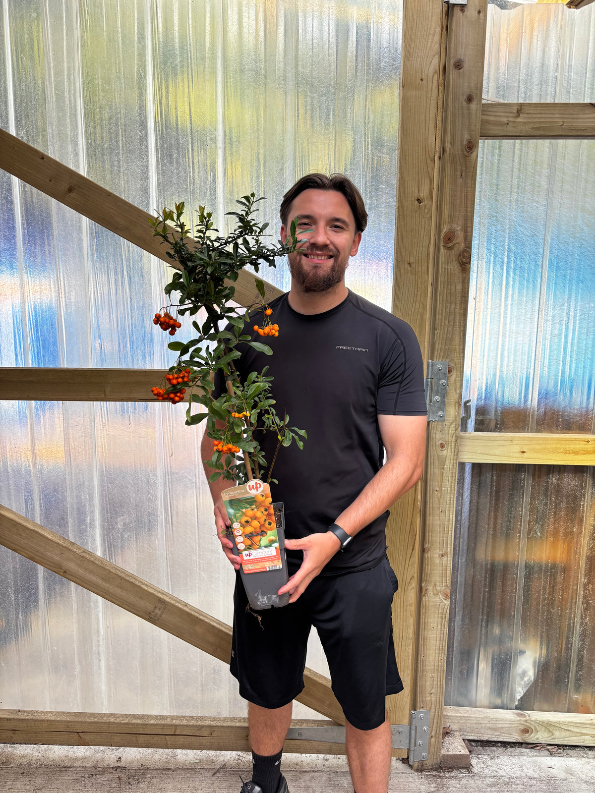 Pyracantha 'Soleil D'or' 1L/2L