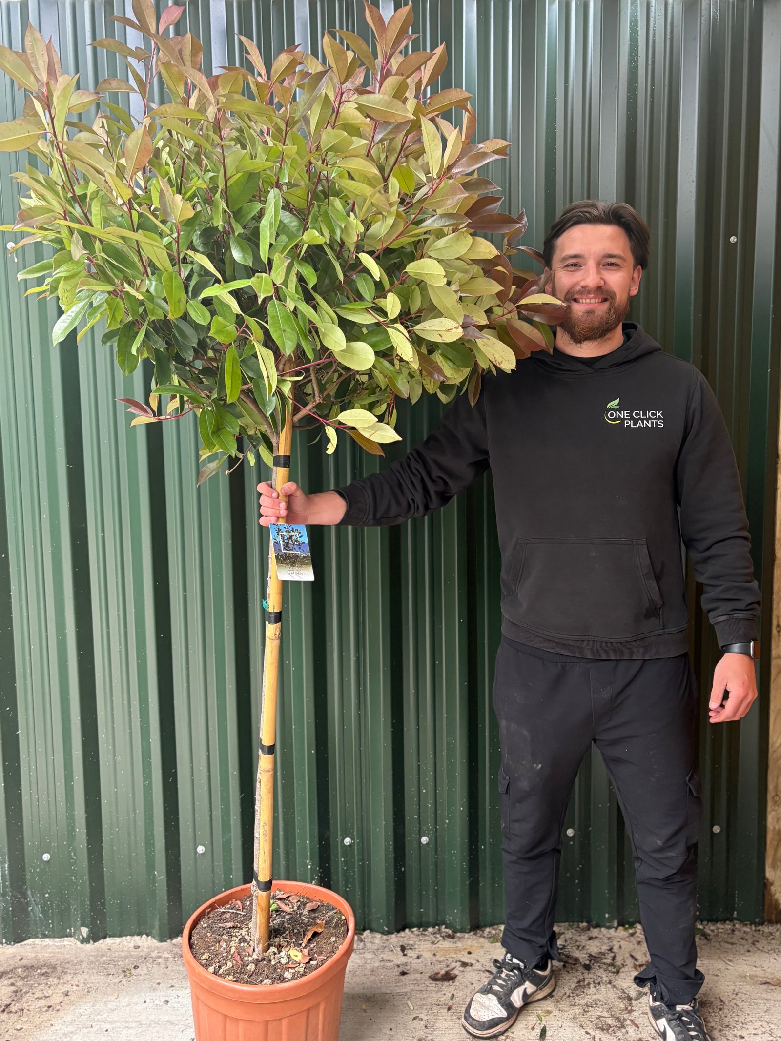 1/4 Standard Photinia Red Robin Tree 1.7m (100cm Stem, 70cm head)