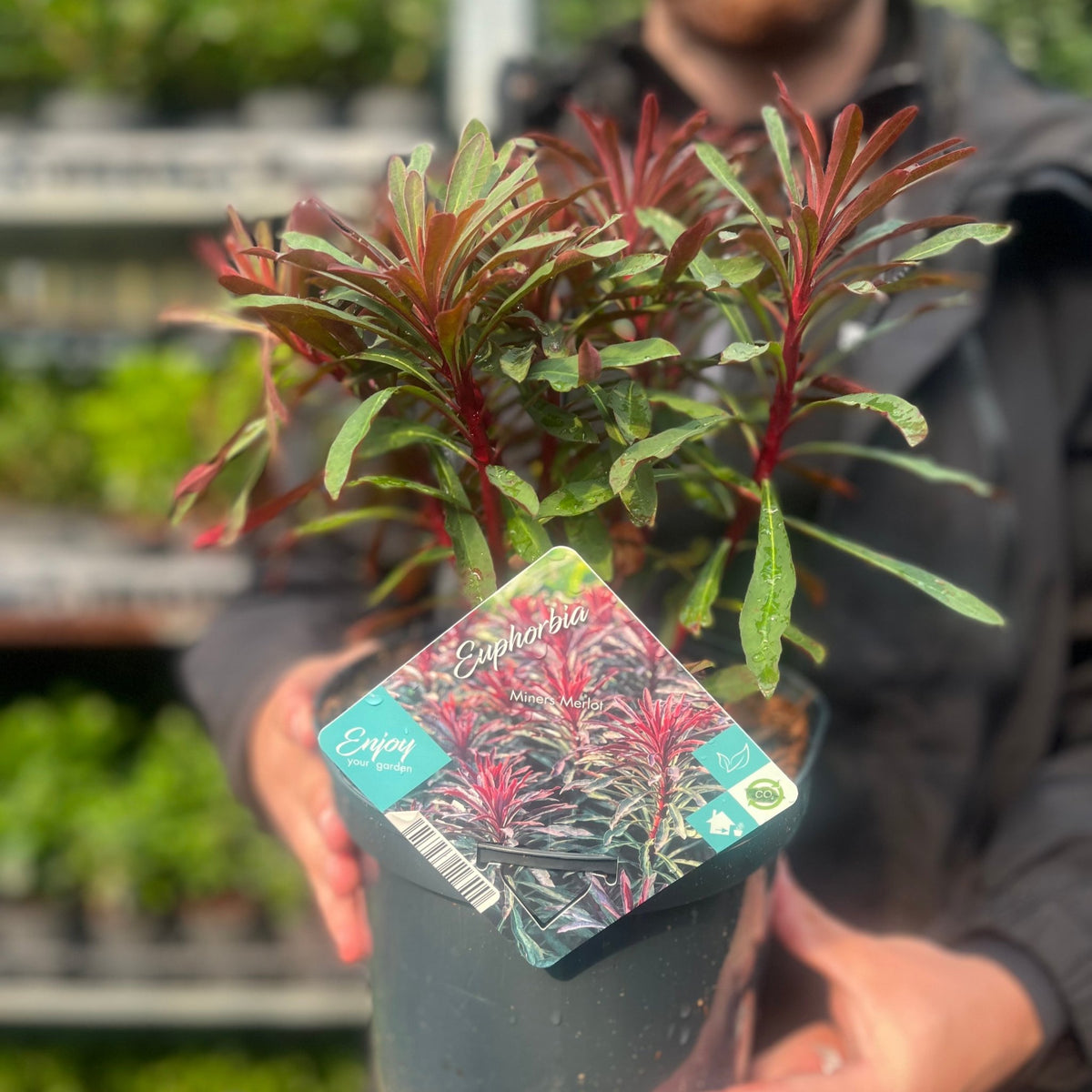 Someone holds a Euphorbia &#39;Miners Merlot&#39; 9cm/2L, an evergreen perennial with long green leaves and dark red tips. The pot label displays an image of the plant and the name “Euphorbia &#39;Miners Merlot&#39;.”.