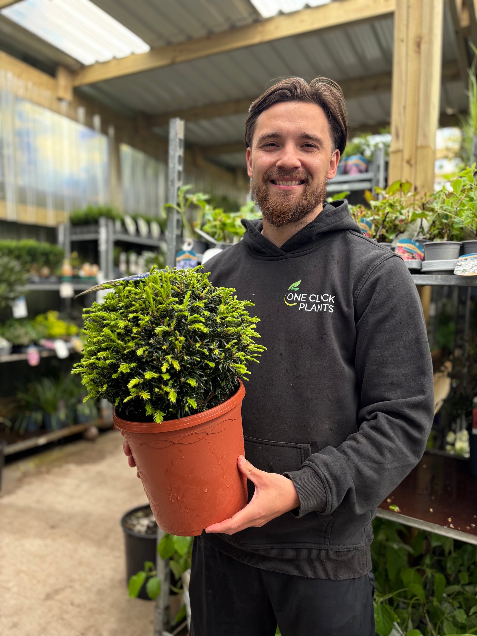 Yew Ball - Taxus Baccata Ball 6L / 7L / 10L / 22L