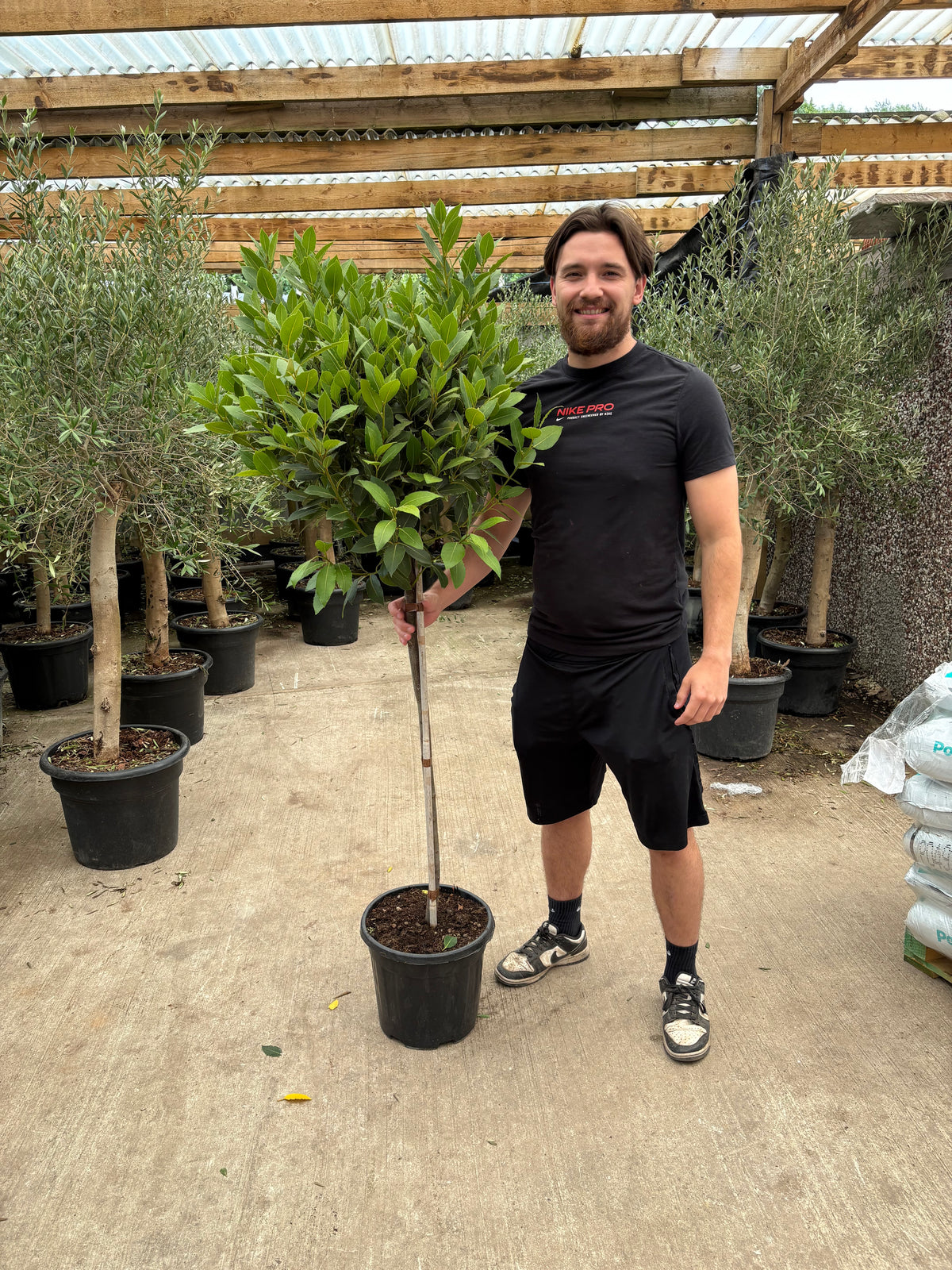 3/4 Standard Bay Tree | Laurus nobilis | 160-170cm inc. pot (Stem: 80-90cm, Head: 50cm)