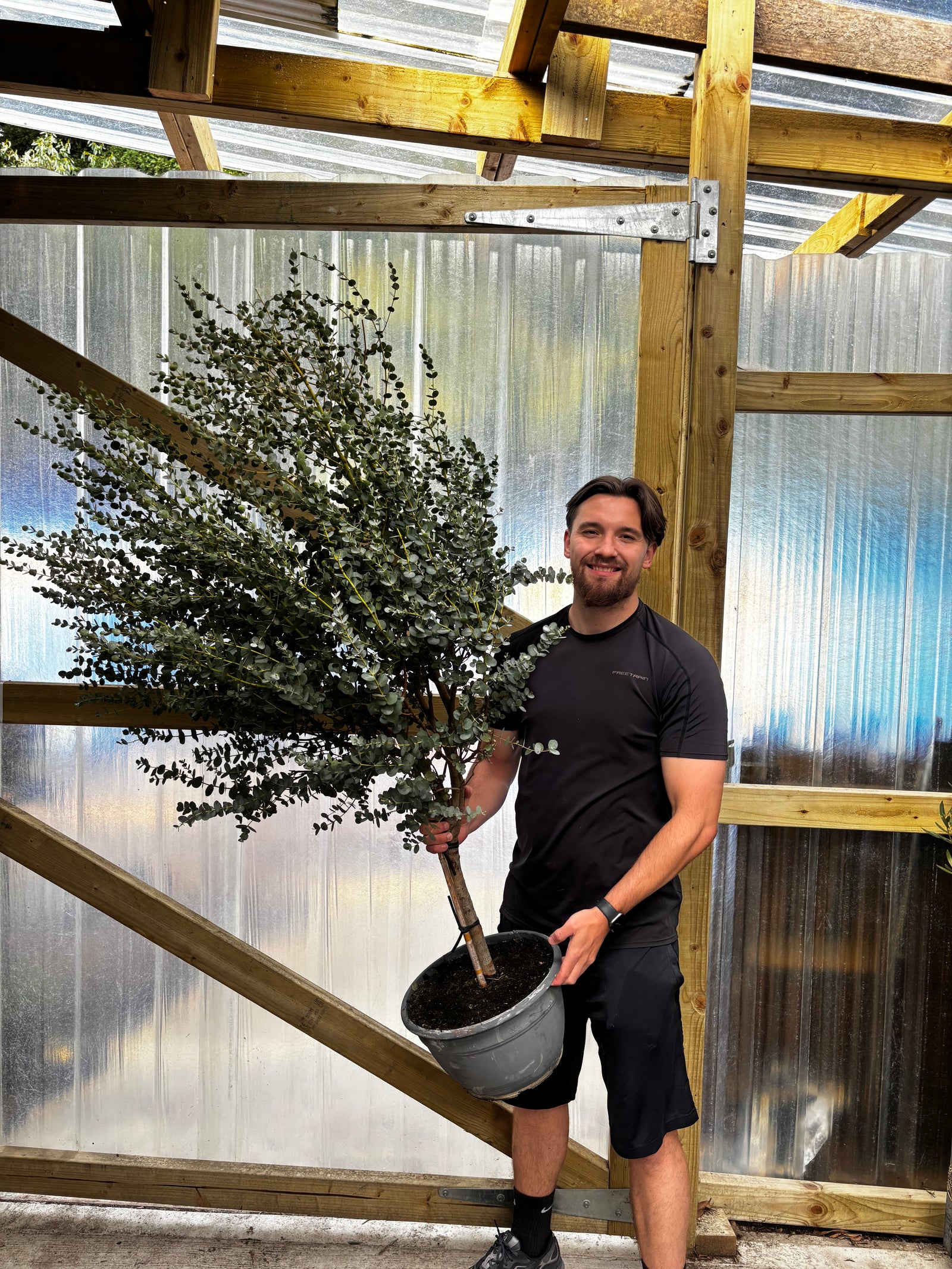 Eucalyptus Tree | Hardy Potted Patio Tree | Eucalyptus Gunnii Azura | 1-1.2m