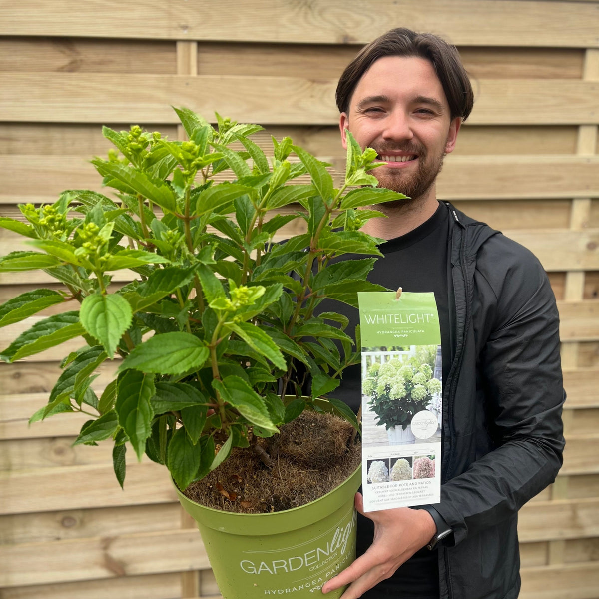A smiling man with dark hair and a beard holds a Hydrangea paniculata &#39;White Light&#39; (2L/5L/7.5L) shrub in front of a wooden fence. Its green leaves frame a label that reads WHITELIGHT.