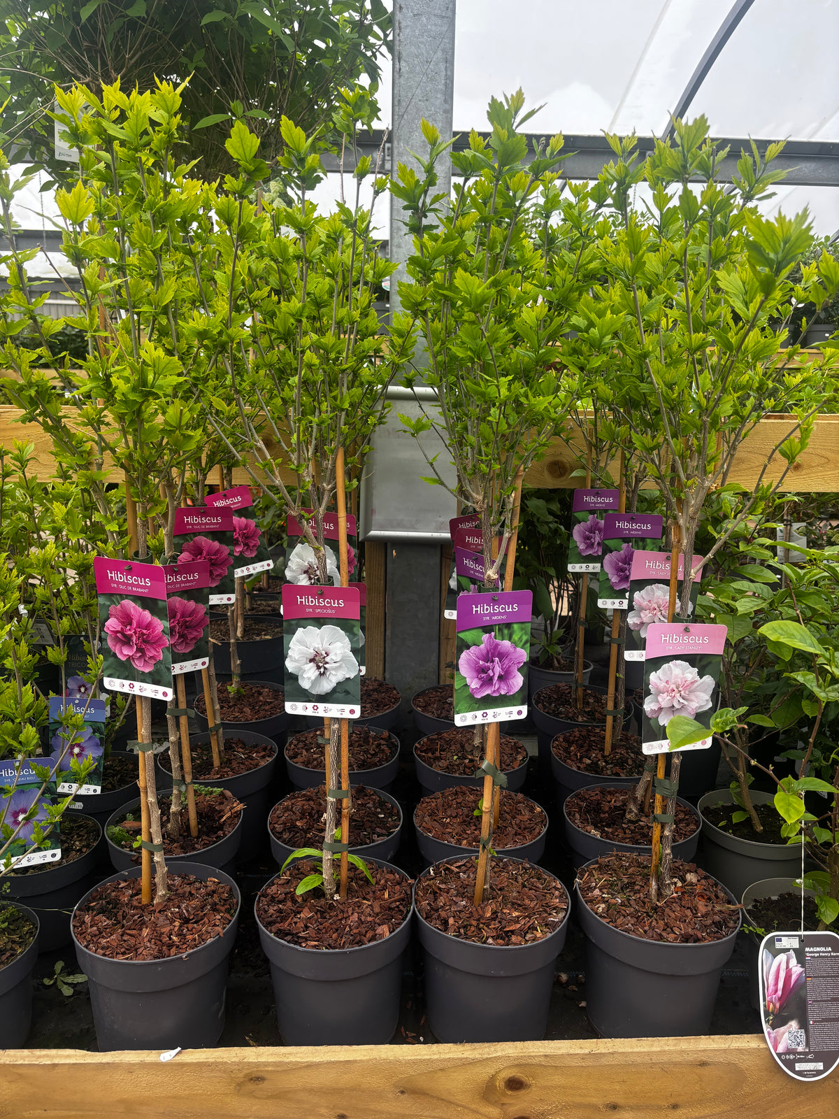 1/4 Standard Hibiscus 'Lady Stanley' Tree 5L (90-100cm)