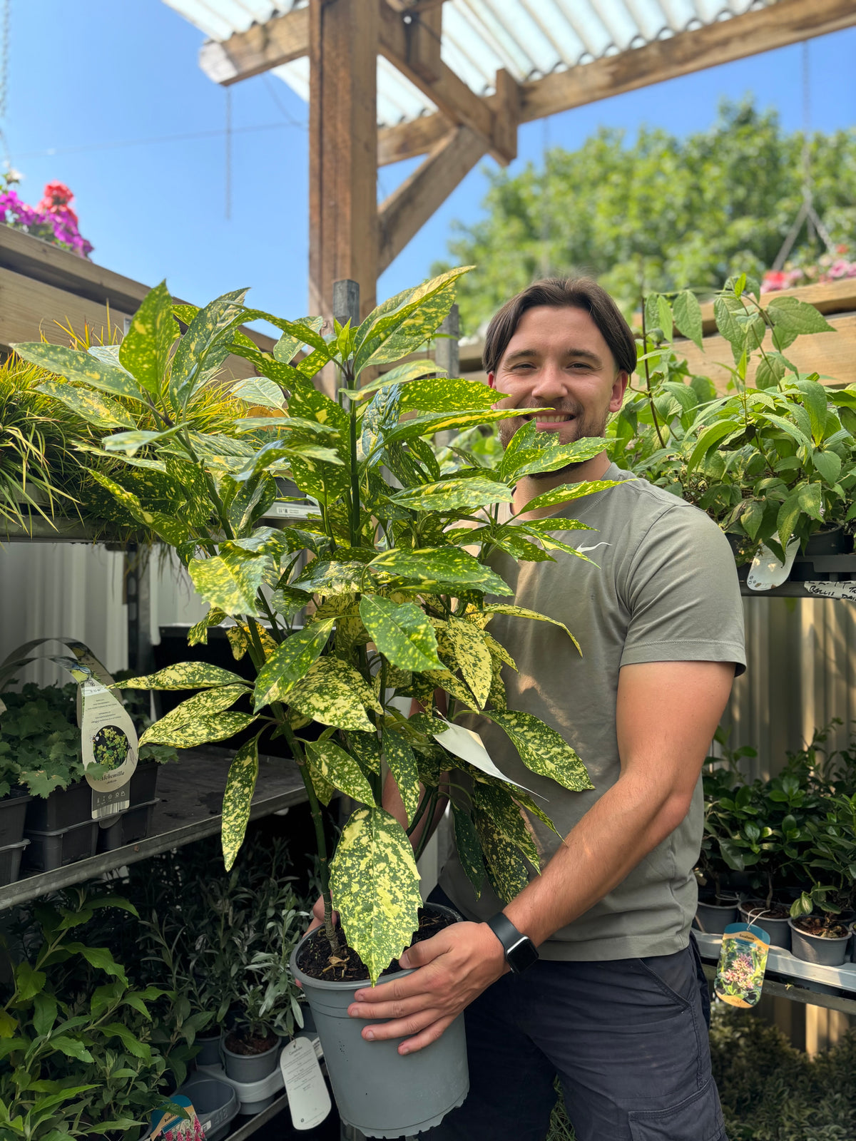 A smiling man in a grey t-shirt stands in a greenhouse, holding an Aucuba Spotted Laurel 2L / 5L with green leaves and golden splashes, surrounded by potted plants and shelves as sunlight streams in above.