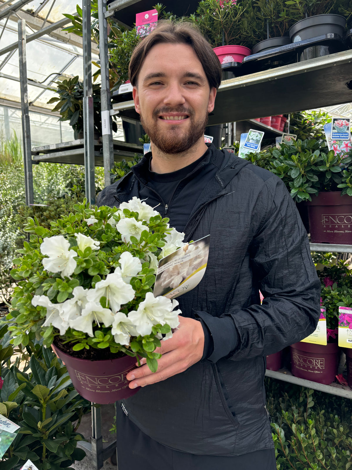 Azalea Encore &#39;Autumn Pure White&#39; 3L