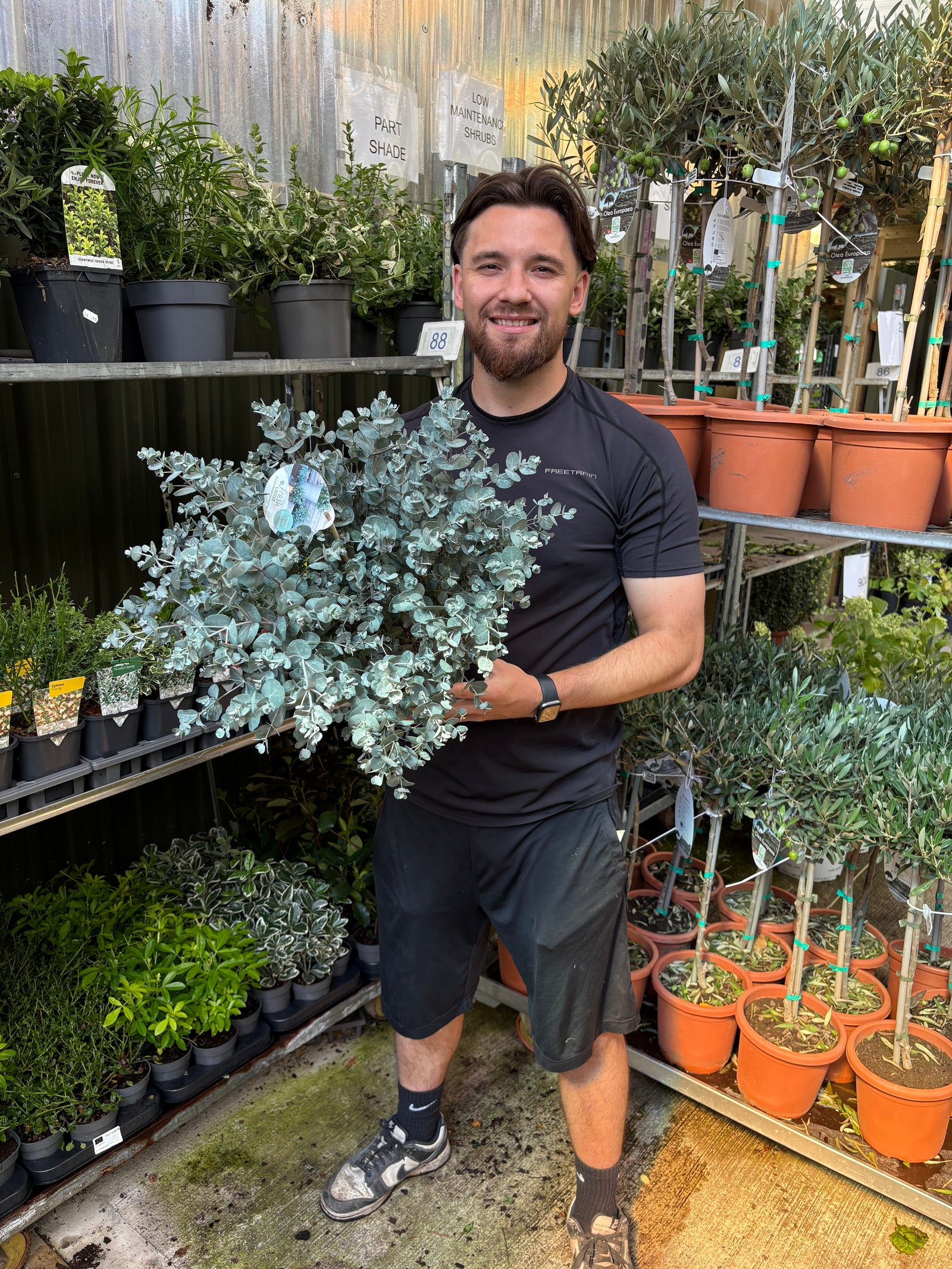 Eucalyptus gunnii Louis 9cm-3L