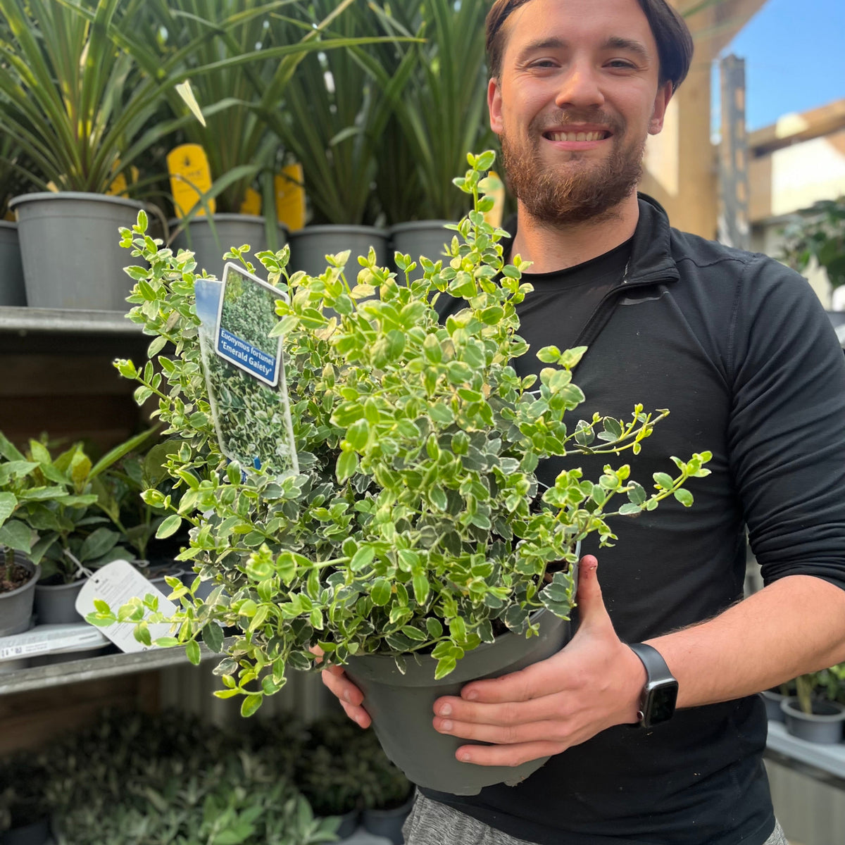A man holding a Euonymus fortunei ‘Emerald Gaiety’ (1L/5L), ideal for low-maintenance greenery or a dense hedge in any space.