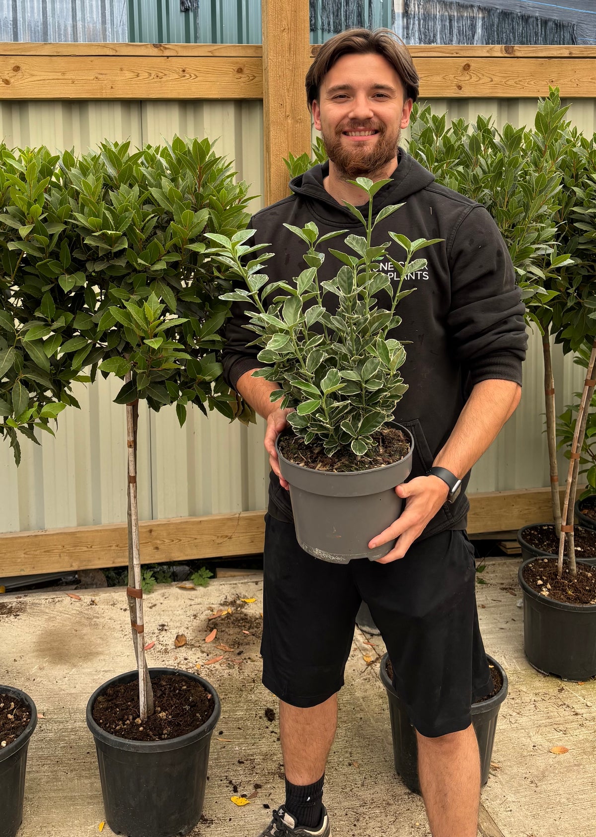 Euonymus japonicus 'Kathy' 9cm / 2L / 5L