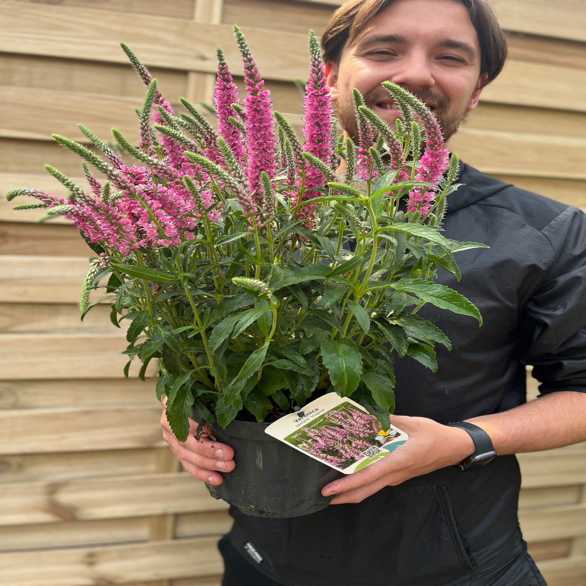 Veronica spicata &#39;Inspire&#39; Rose 3L