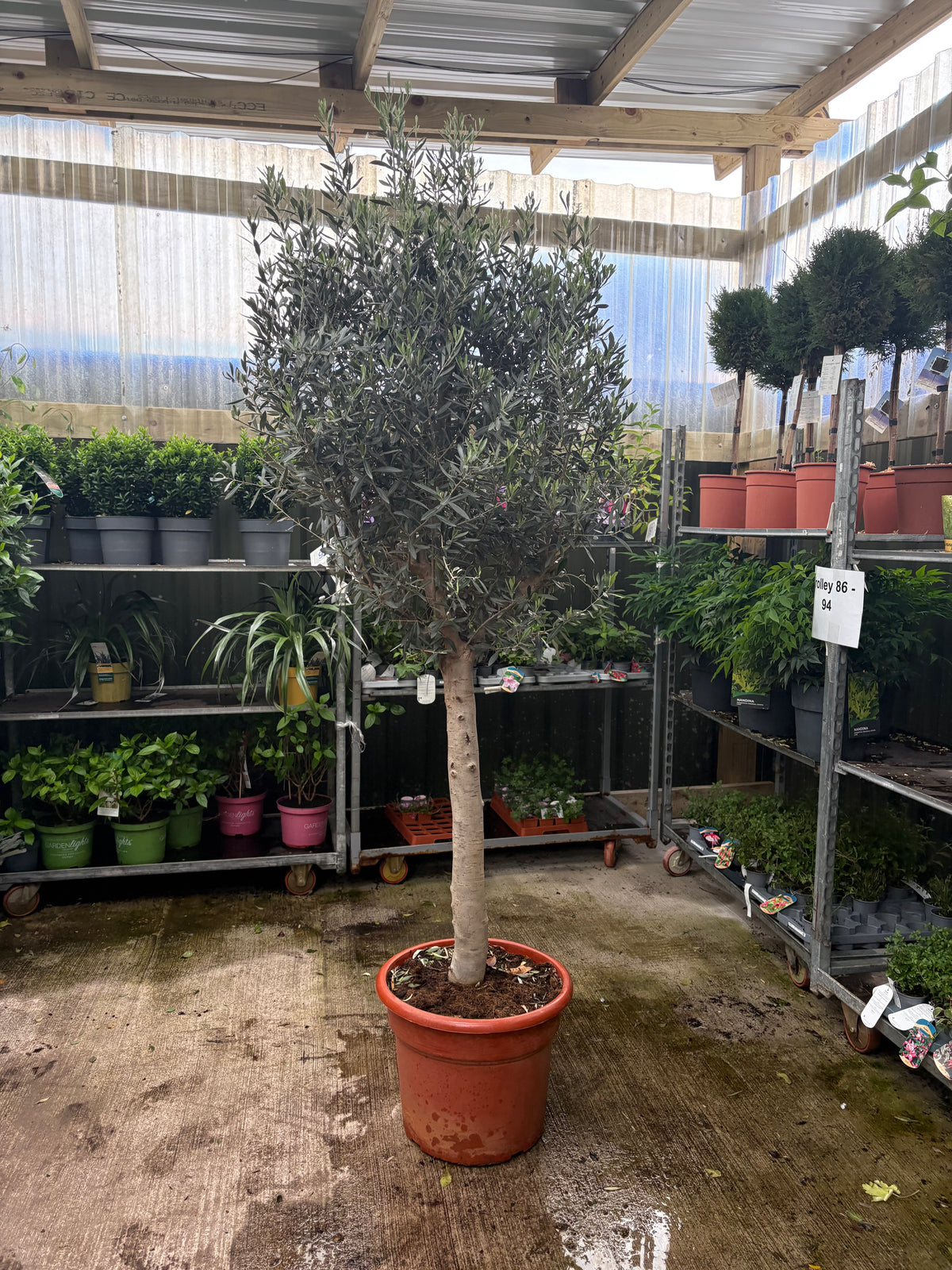 Olive Tree 40L 200-220cm (Stem: 80cm Head: 120cm)
