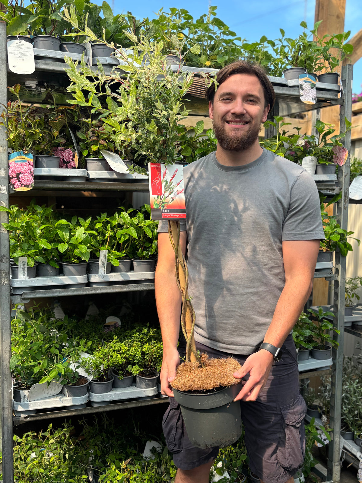 Salix intergra &#39;Hakuro - Nishiki&#39;  Flamingo Dwarf Willow Tree BRAIDED