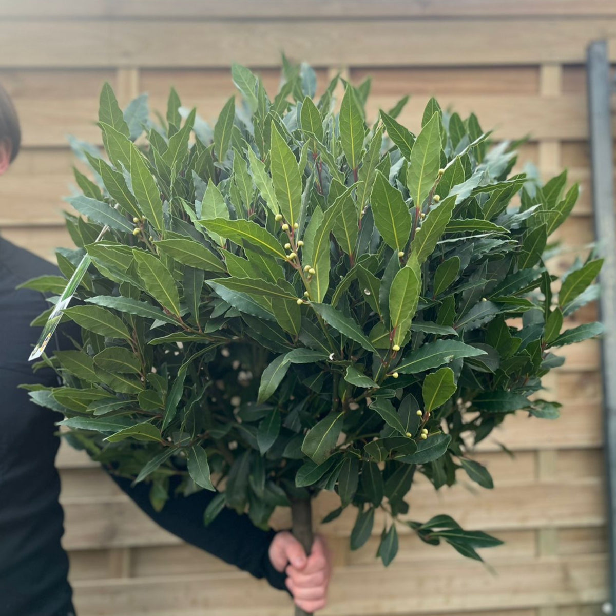 A person in black holds a 3/4 Standard Bay Tree (Laurus nobilis, 160-170cm) with lush evergreen foliage and small buds, standing in front of a wooden fence.