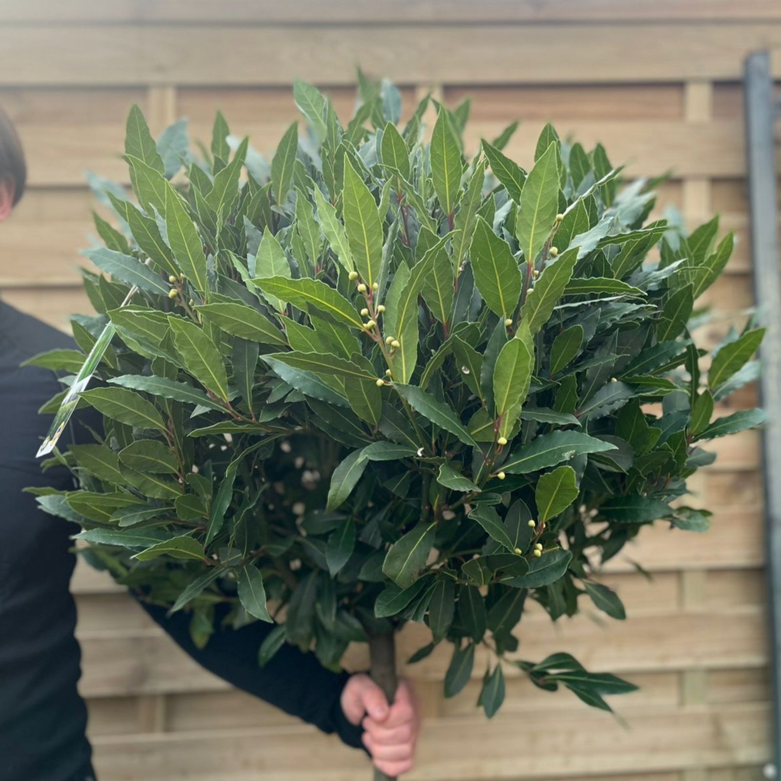 A smiling man in black sportswear stands beside a 160-170cm 3/4 Standard Bay Tree (Laurus nobilis) with dense evergreen foliage, ideal for patios, set in a large pot against a wooden fence backdrop.