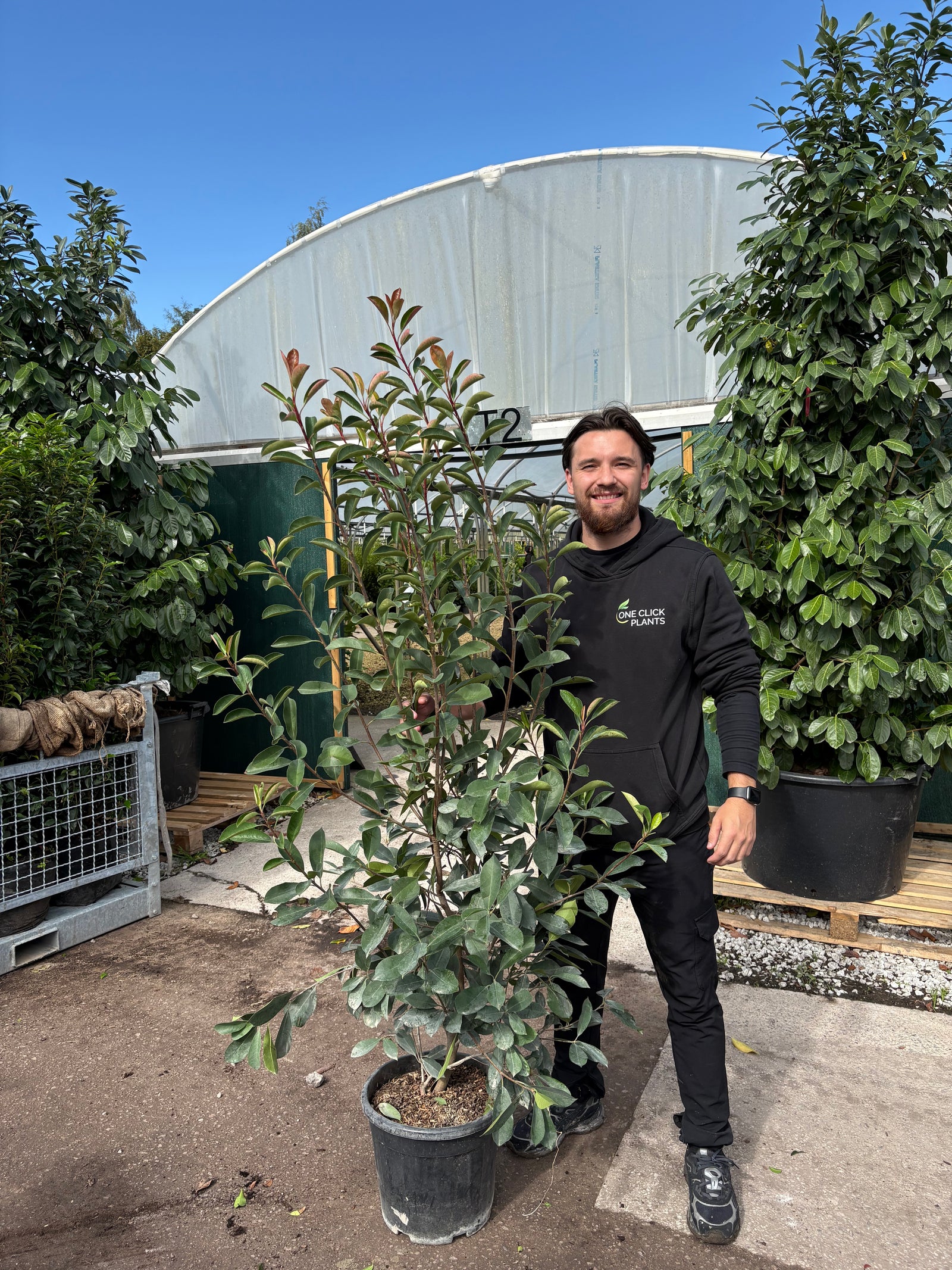 5-6ft Photinia x fraseri 'Red Robin' 20L (150-180cm)