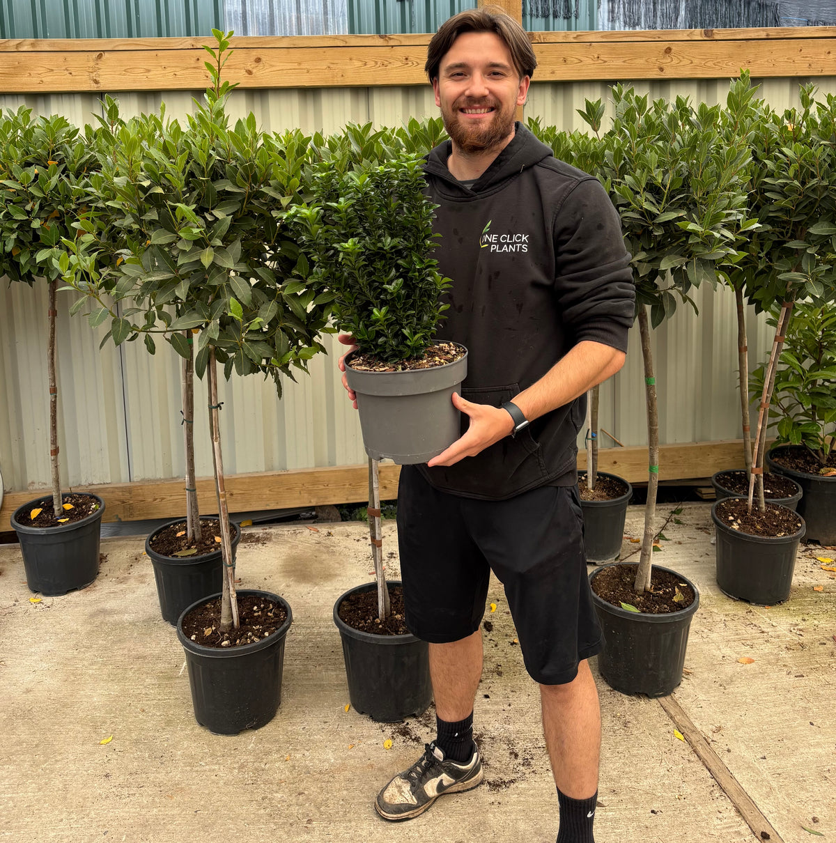 Euonymus japonicus 'Microphyllus' 5L (40-50cm inc. growers pot)