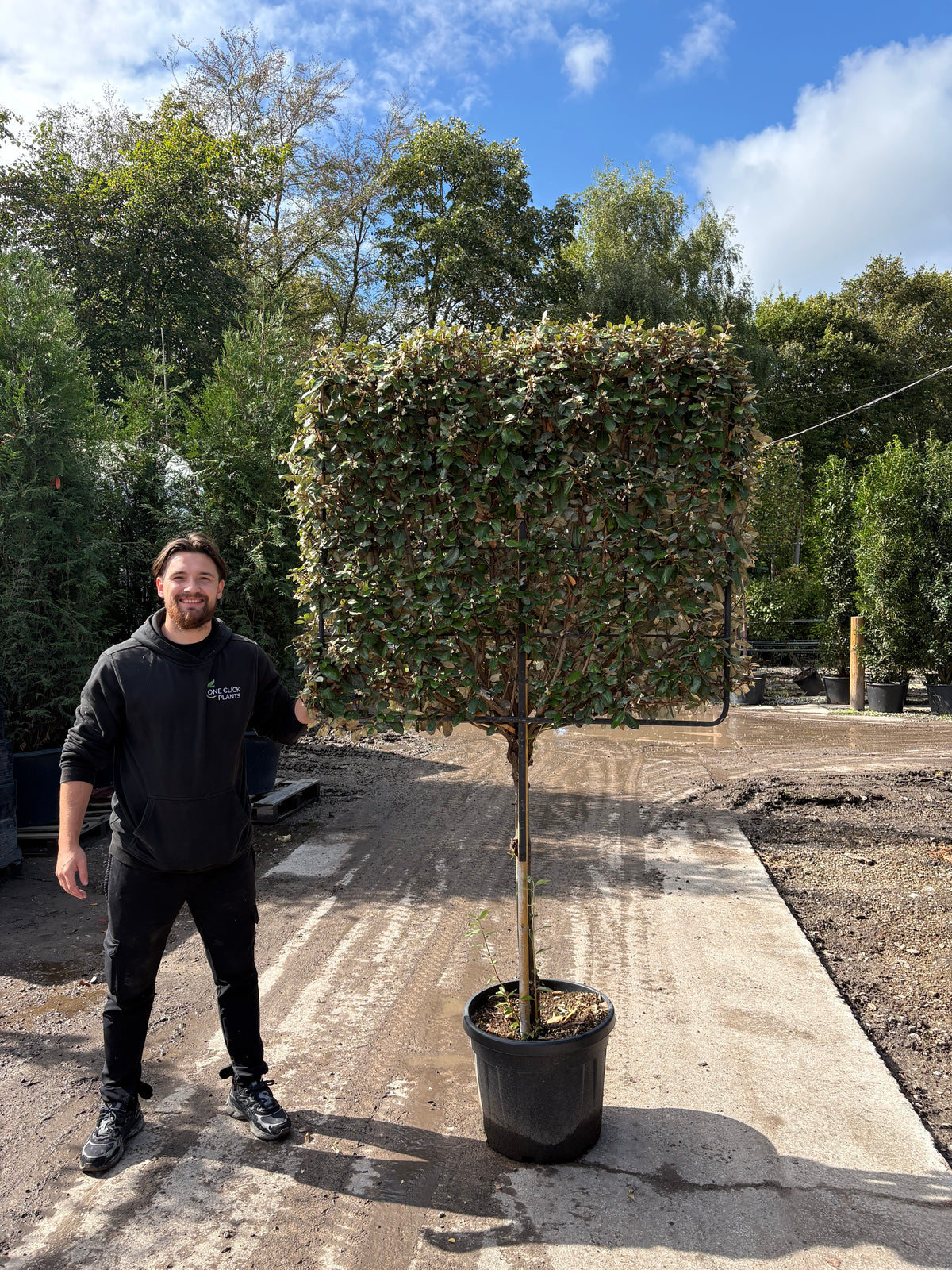 Elaeagnus x ebbingei Compacta PLEACHED