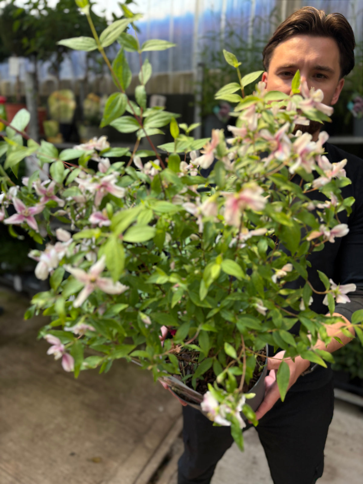Philadelphus ‘Petite Perfume’ Pink 3L