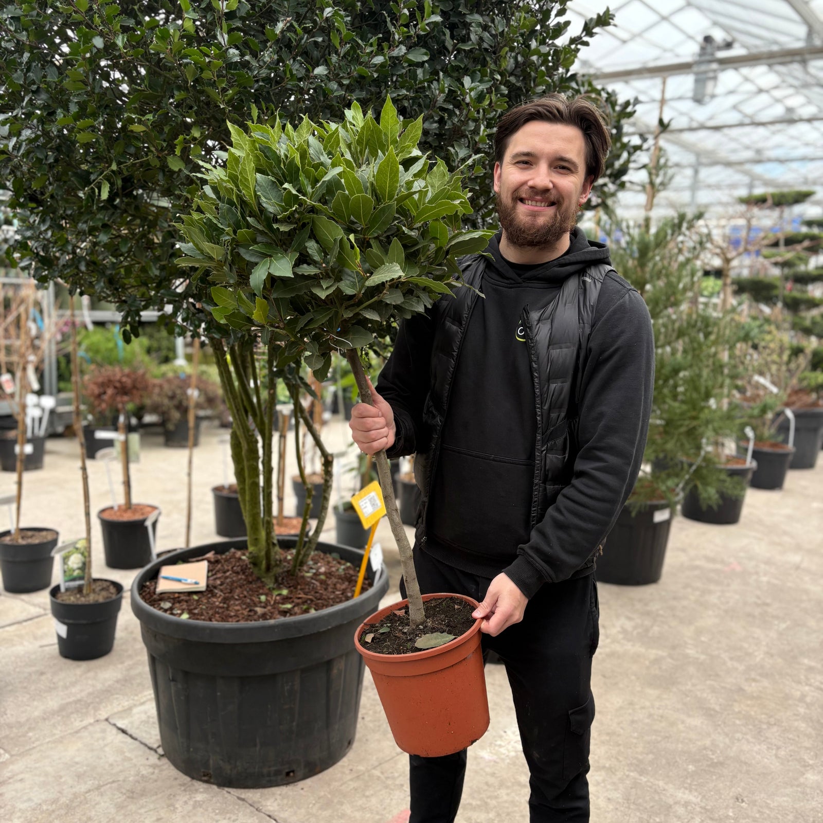 1/4 Standard Bay Tree (Laurus Nobilis) 7L 120-140cm