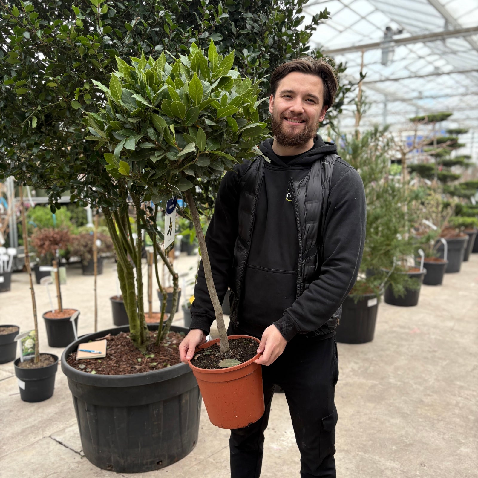 1/4 Standard Bay Tree (Laurus Nobilis) 7L 120-140cm