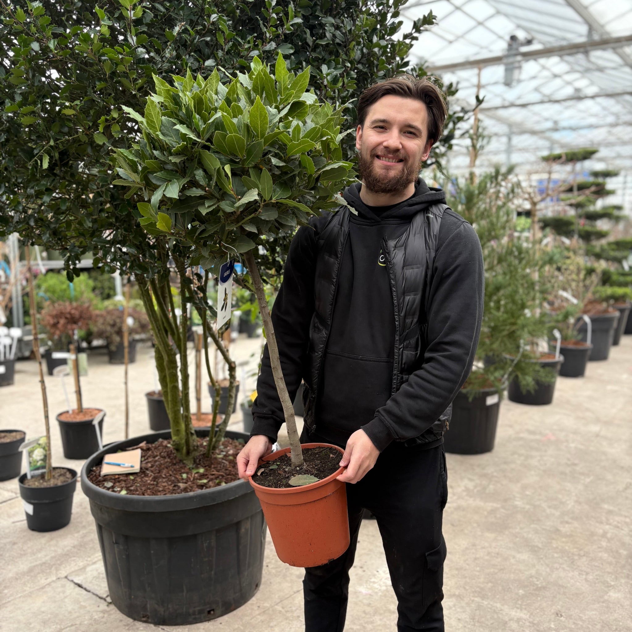 Bay Trees – Hardy Evergreen Patio Trees & Topiary - One Click Plants