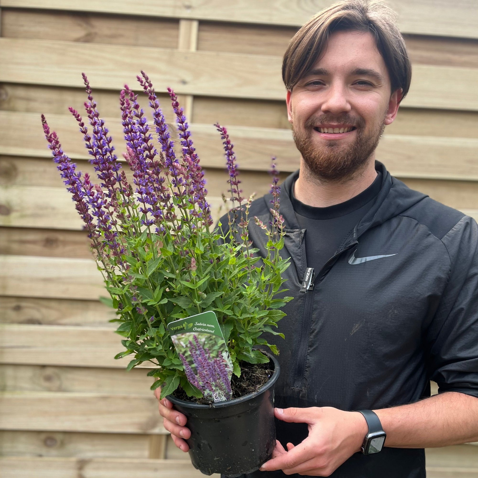 Salvia nemorasa 'Ostfriesland' Blue 9cm / 2L