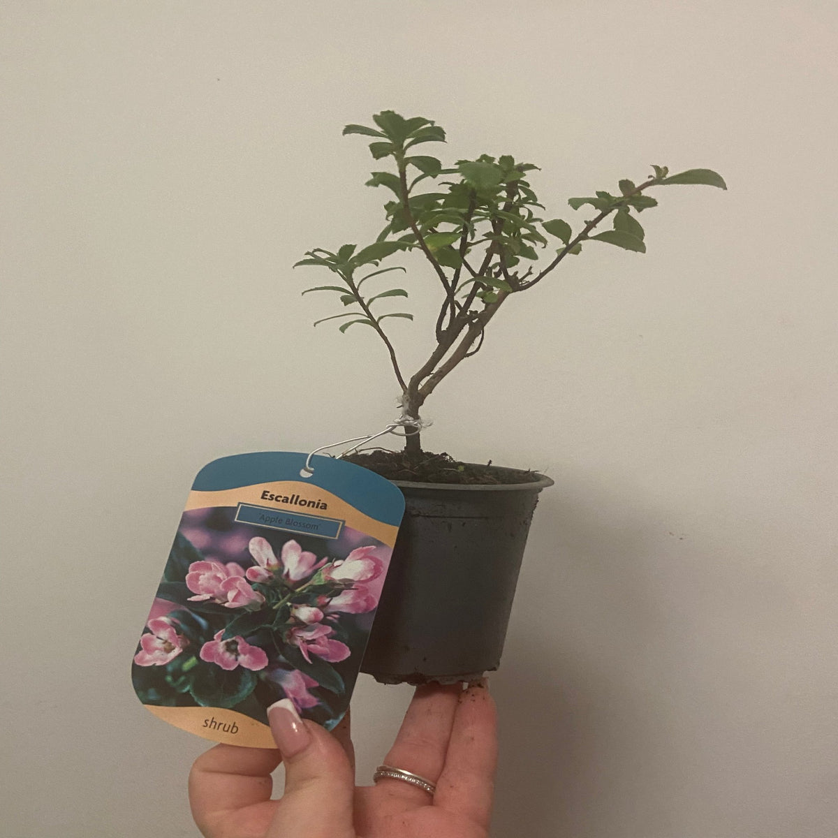 A hand holds an Escallonia &#39;Apple Blossom&#39; 9cm, an evergreen shrub with green leaves and pink flowers. Ideal for coastal gardens, it features thin stems and comes in a small pot. The backdrop is a plain, light-colored wall.