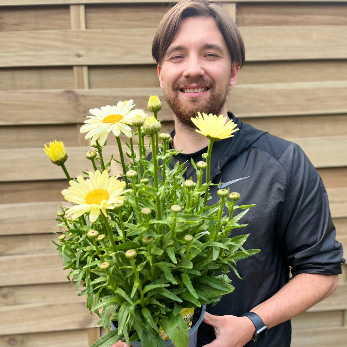 Leucanthemum &#39;Gelb&#39; 3L