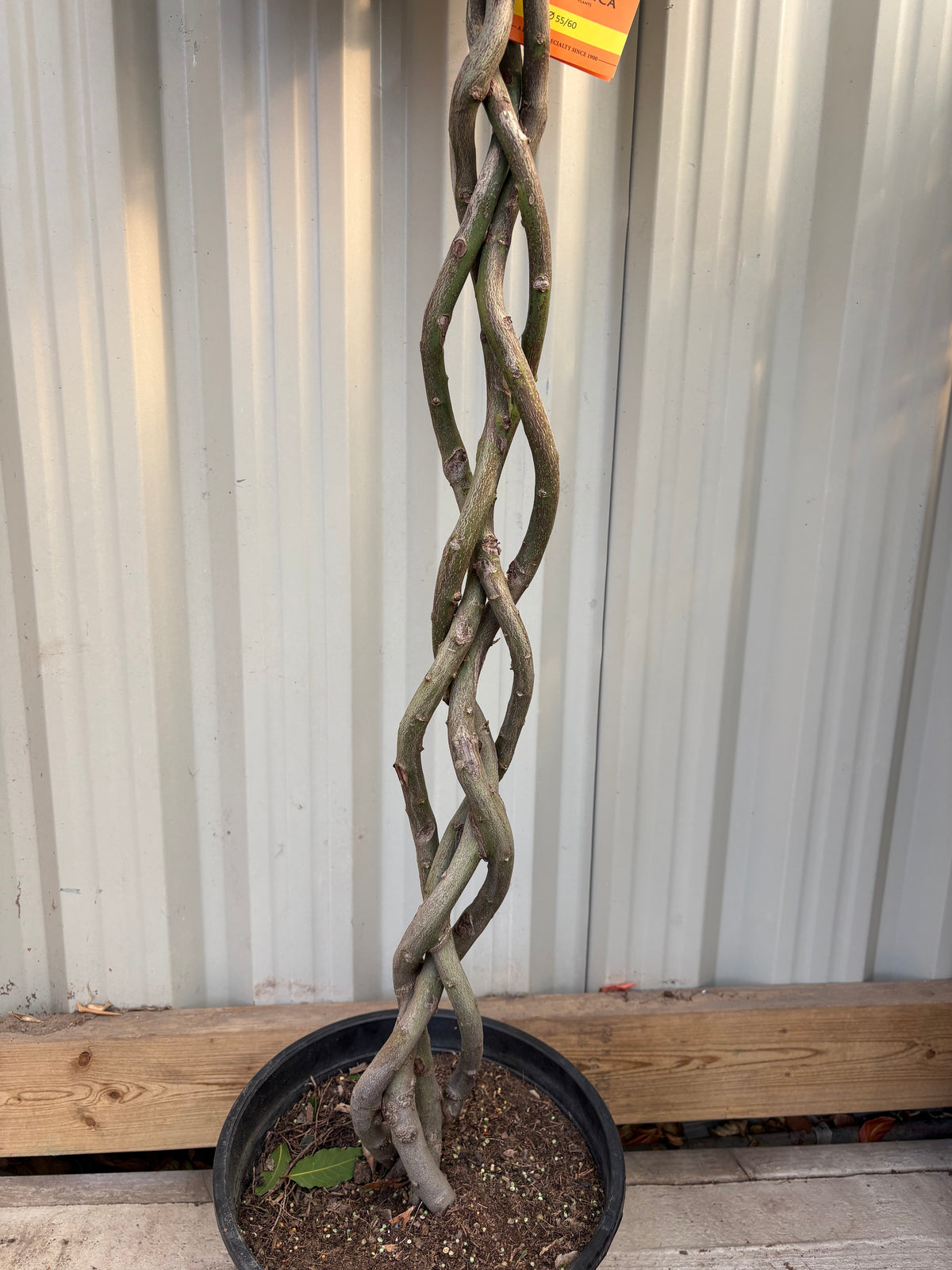 5-6ft 3/4 Standard Plaited Bay Tree | Laurus Nobilis (Stem: 90cm, Head 60cm)