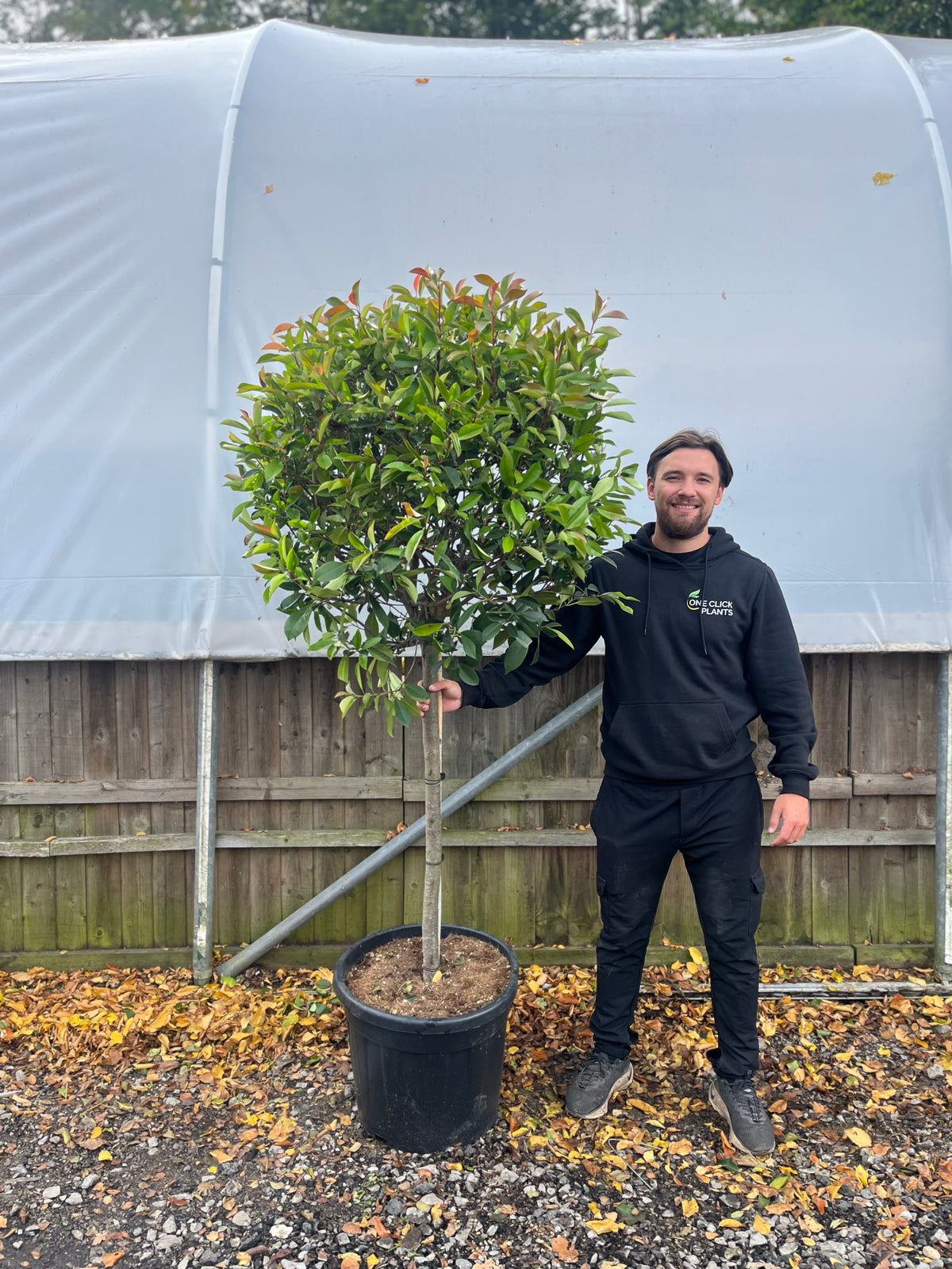 1/4 Standard Photinia Red Robin Tree 1.7m (100cm Stem, 70cm head) - One ...