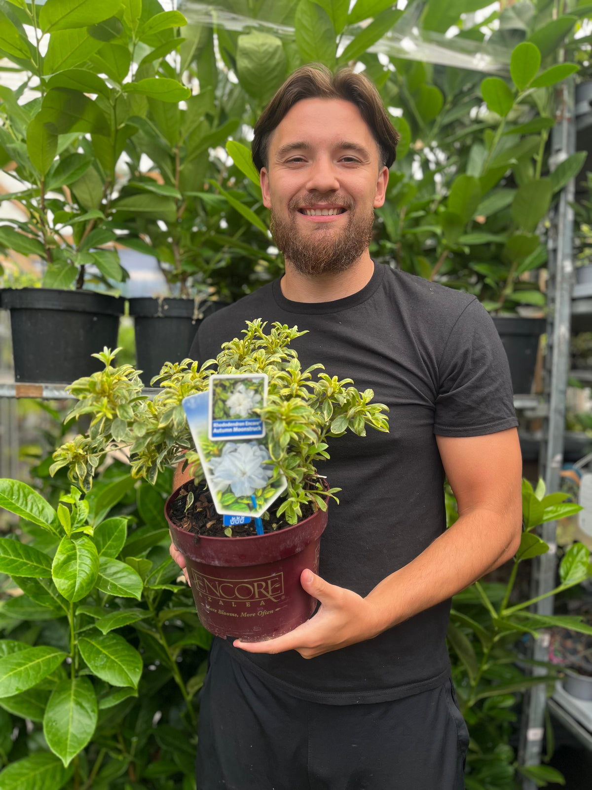 A smiling man with brown hair and a beard, wearing a black t-shirt, stands in a greenhouse holding an Azalea Encore &#39;Autumn Moonstruck&#39; 3L with variegated leaves and a plant tag, surrounded by lush green and multi-season flowering plants.