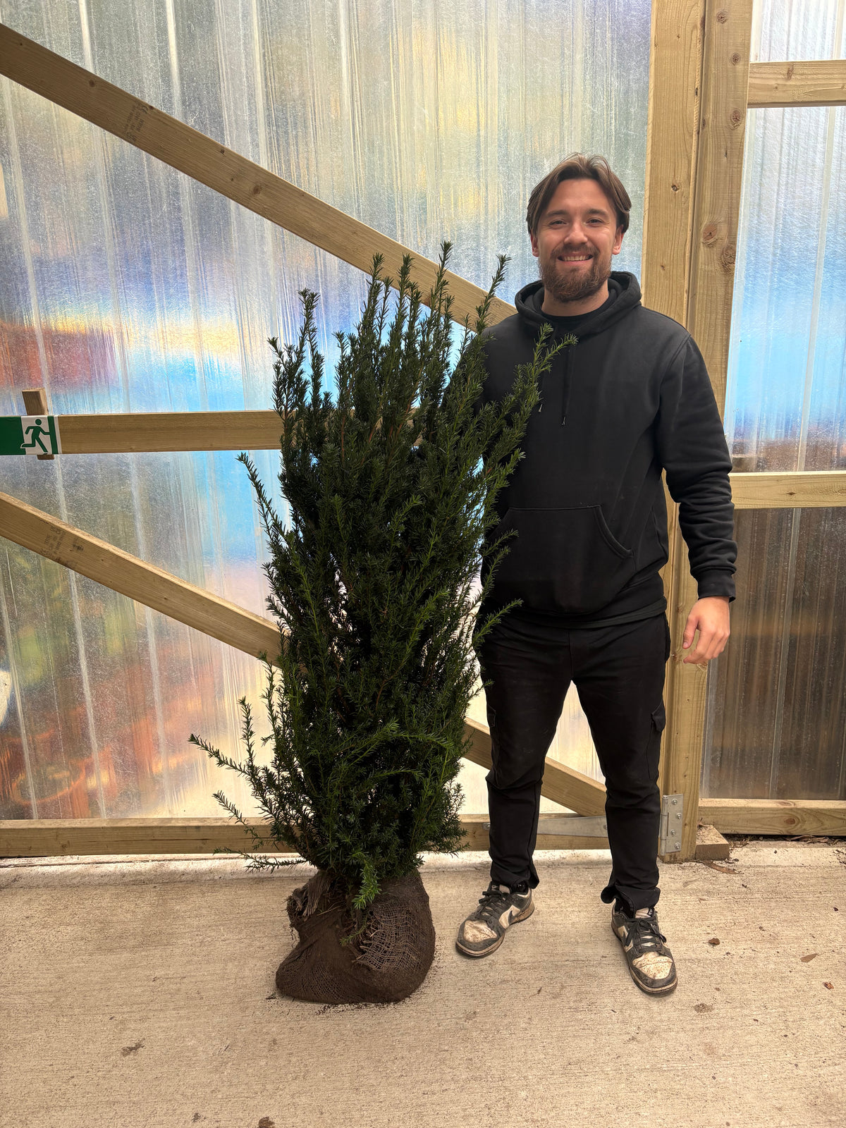 3-4ft Taxus baccata Rootball (90-120cm)