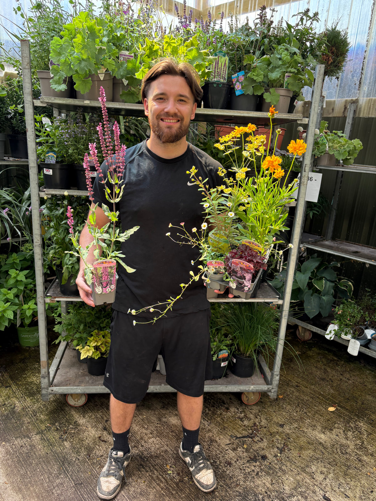 5 x Low Maintenance Perennials