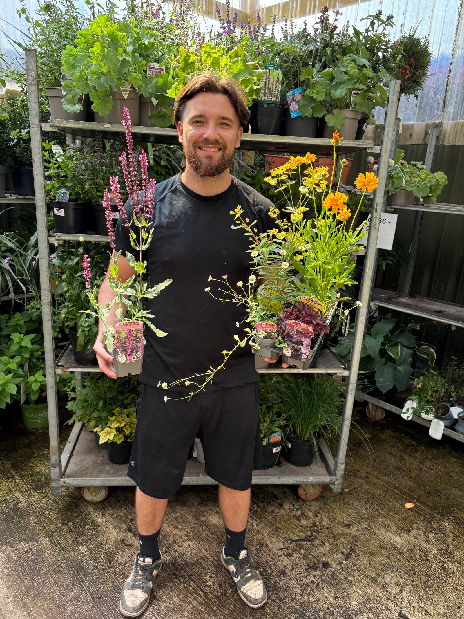 5 x Low Maintenance Perennials