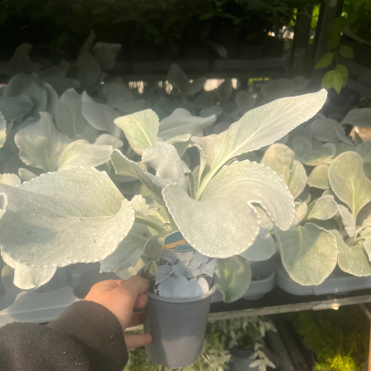 A hand holds a Senecio &#39;Angel Wings&#39; Evergreen (9cm/2L/5L), its silvery-green leaves soft to the touch. Sunlit shelves in the background showcase more drought-tolerant, silver foliage perennials gleaming in the light.