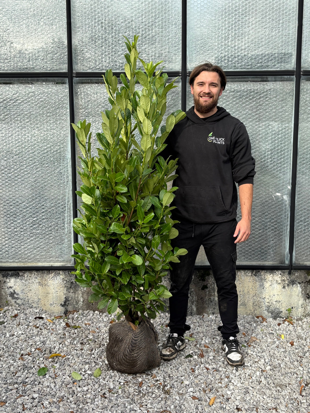 5-6ft Established Bushy ROOTBALL Cherry Laurel Hedge Plants (150-180cm)