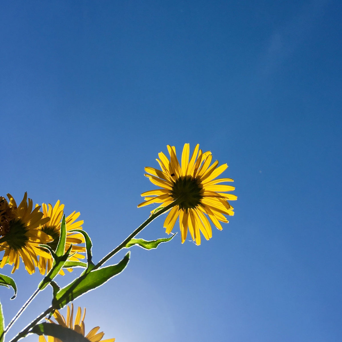 Buphthalmum &#39;Salicifolium&#39; 9cm features bright yellow daisy flowers and green stems, shown from below against a blue sky with sunlight streaming through the petals, creating a vibrant, cheerful display for hardy borders.