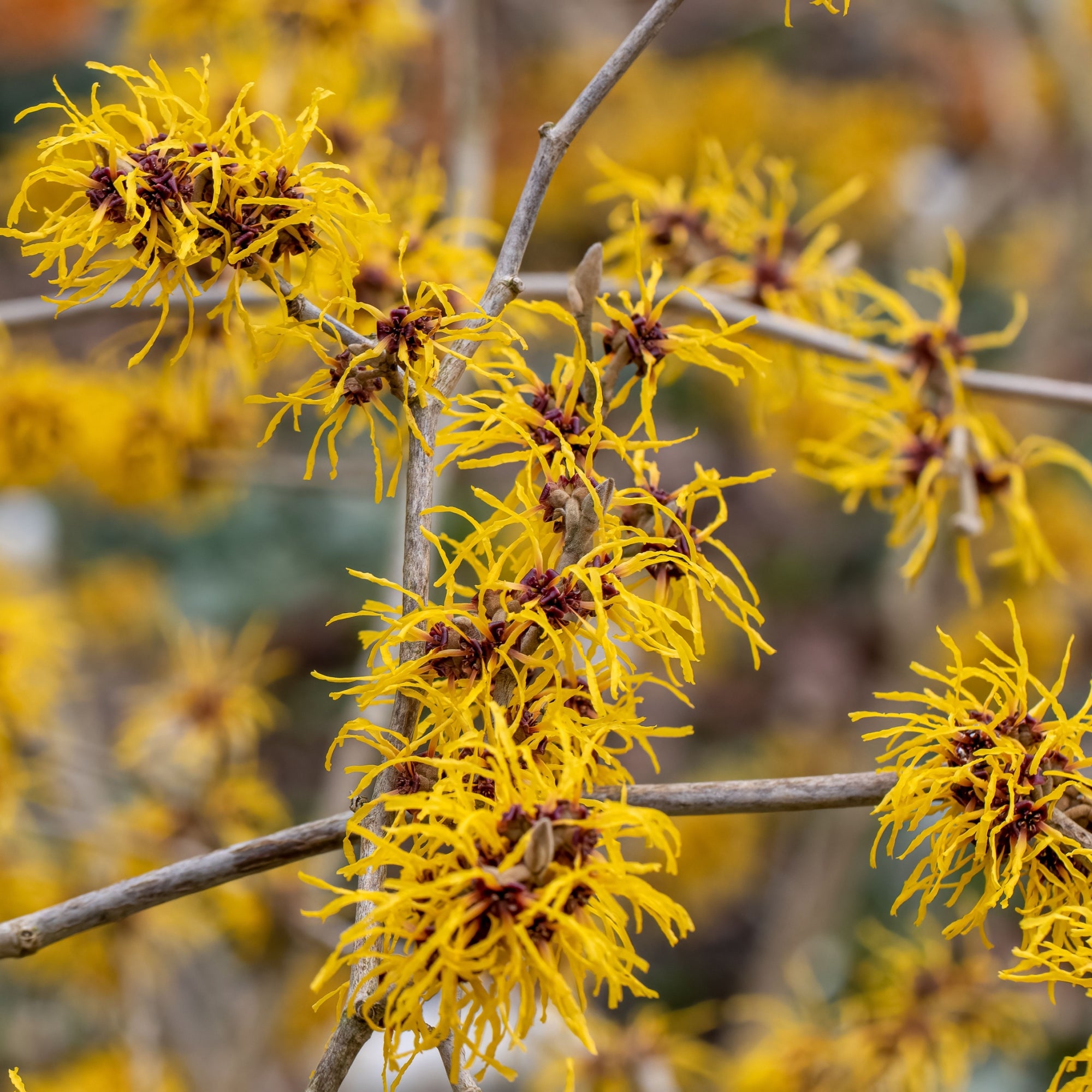 Hamamelis x intermedia 'Barmstedt Gold' 2L (40-50cm)