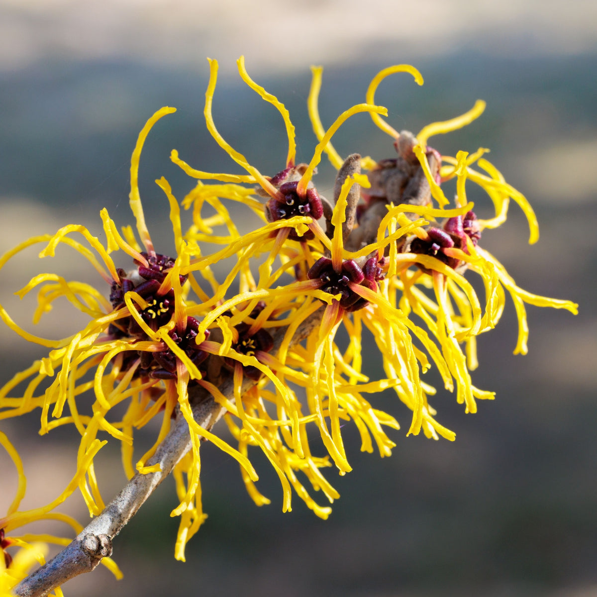 Hamamelis x intermedia &#39;Barmstedt Gold&#39; 2L (40-50cm)