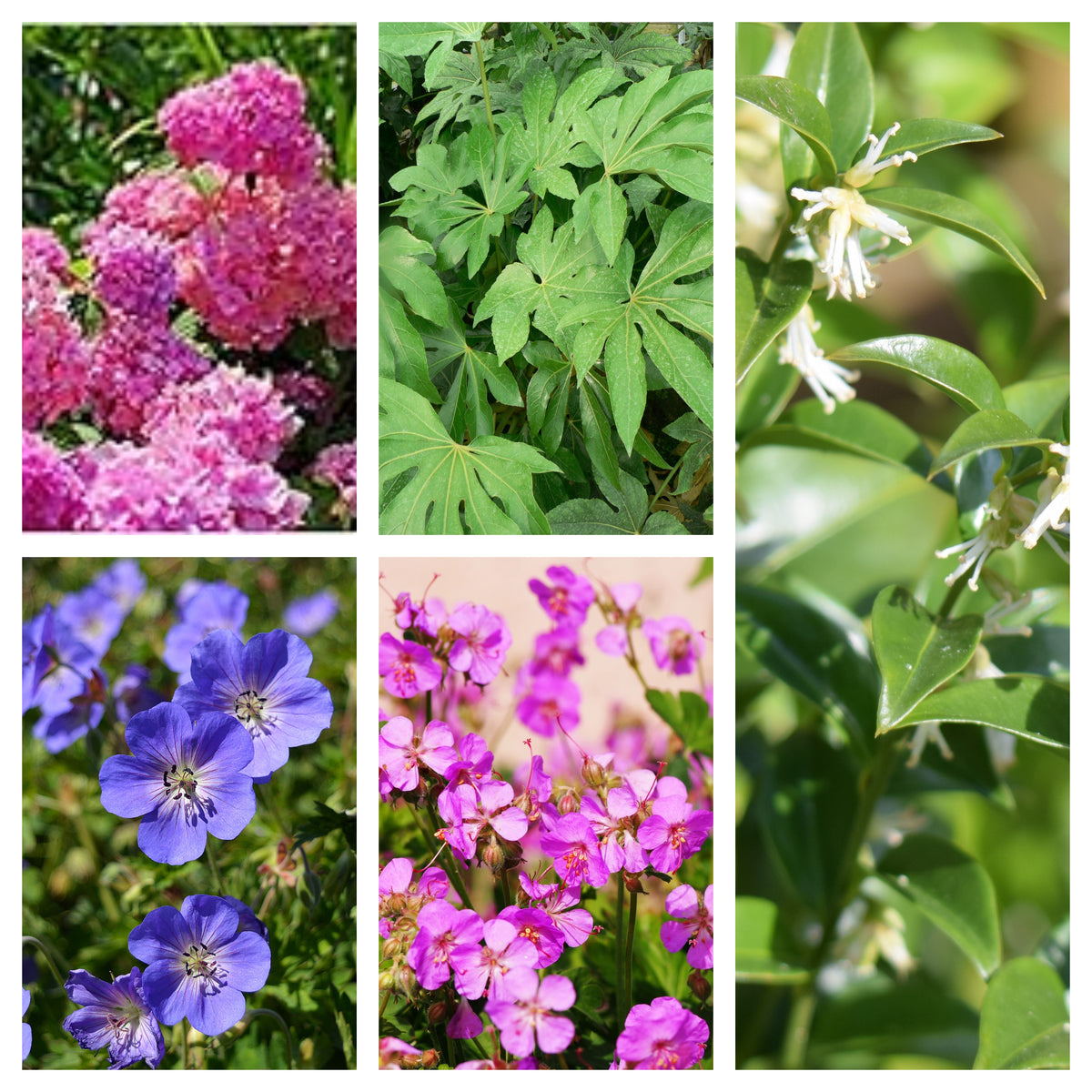 A collage of five plants ideal for UK gardens: pink hydrangea flowers, green palmate leaves, white flowers with glossy green leaves, blue and pink geraniums—perfect for the Beginners Plant Bundle (5 Plants).