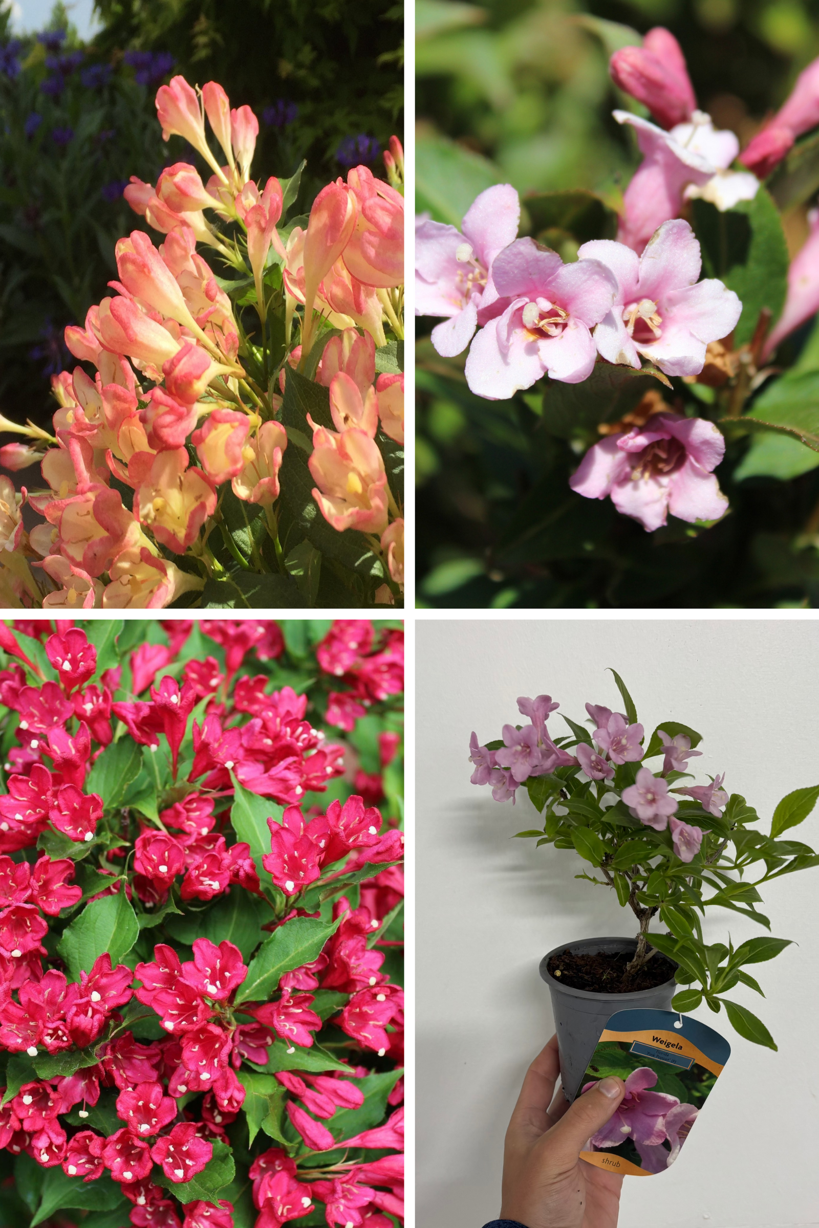 3 x Mixed Weigela 9cm